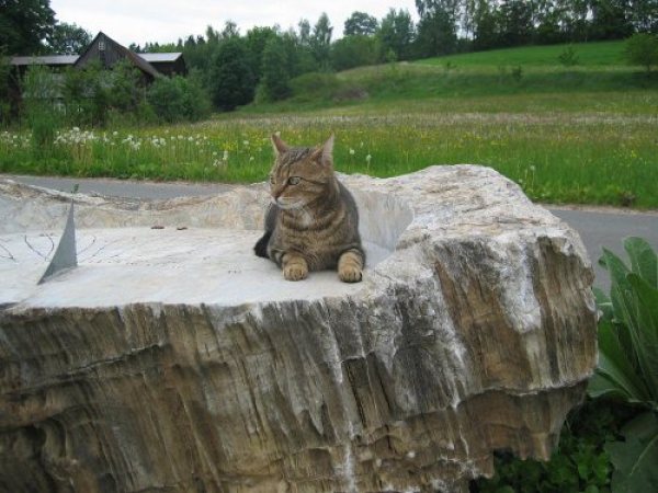 Katze